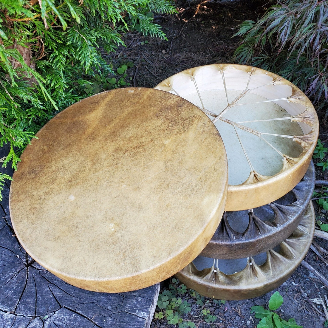 Rawhide, Frames, and Lacing: Essential Native Drum Making Materials - Tachini Drums